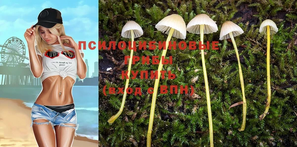 прущие грибы Армянск